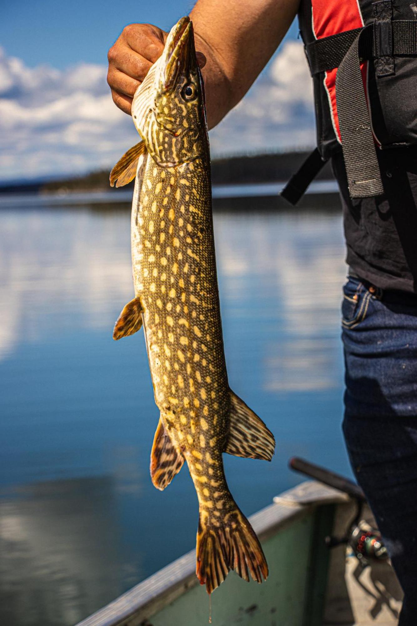 Little Atlin Lodge Tagish Ngoại thất bức ảnh